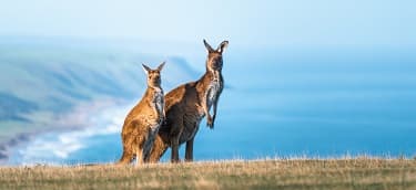 Cathay Pacific Airways - EU discount coupons and deals